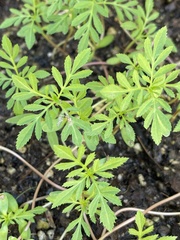 Tagetes erecta