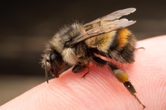 Bombus flavifrons