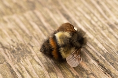 Bombus flavifrons