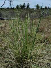 Festuca altaica