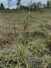 Festuca altaica