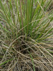 Festuca altaica