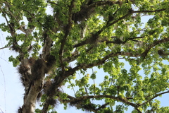 Celtis laevigata