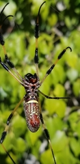 Trichonephila clavipes