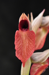 Serapias cordigera