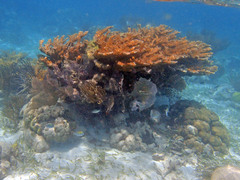 Acropora palmata
