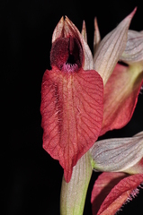 Serapias cordigera