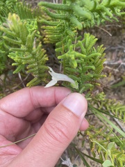 Chloanthes stoechadis