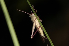 Schistocerca centralis