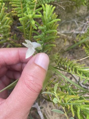 Chloanthes stoechadis