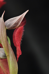 Serapias cordigera