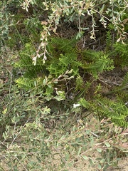 Chloanthes stoechadis