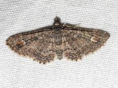 Pasiphilodes testulata