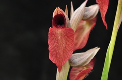 Serapias cordigera