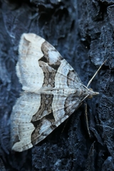 Xanthorhoe semifissata