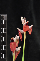 Serapias cordigera
