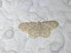 Scopula marginepunctata