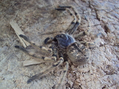 Polybetes pythagoricus