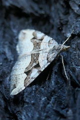 Xanthorhoe semifissata