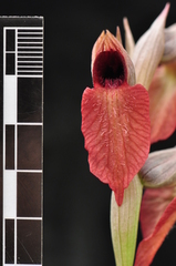 Serapias cordigera