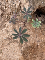 Lupinus perennis