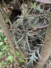 Tillandsia incarnata