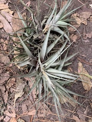 Tillandsia incarnata