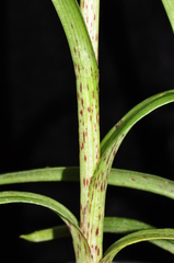 Serapias cordigera