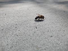 Apis mellifera