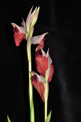 Serapias cordigera