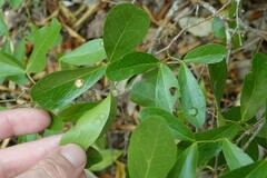 Tanaostigmodes pithecellobiae