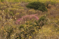 Handroanthus impetiginosus