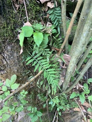 Blechnum orientale