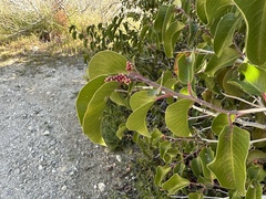 Rhus ovata
