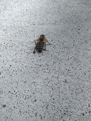 Apis mellifera