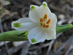 Leucojum aestivum
