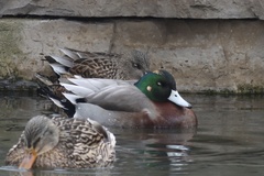 Anas platyrhynchos × Mareca americana