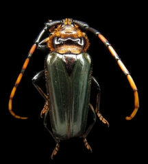 Retrachydes thoracicus