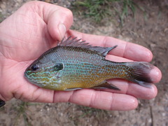 Lepomis aquilensis