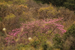 Handroanthus impetiginosus