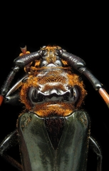 Retrachydes thoracicus