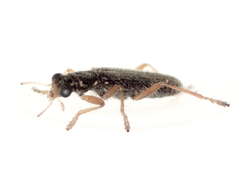 Lemidia subaenea