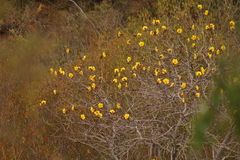 Cochlospermum vitifolium