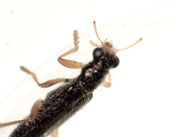 Lemidia subaenea