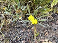 Camissoniopsis