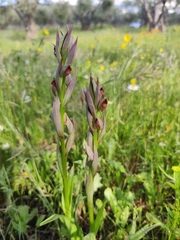 Serapias parviflora