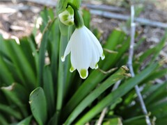 Leucojum aestivum