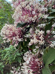 Clerodendrum quadriloculare