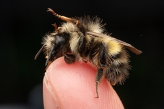 Bombus flavifrons