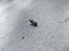 Apis mellifera